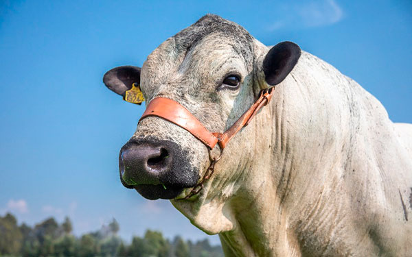 Fotografía-tomada-de-Conexión-Agrícola