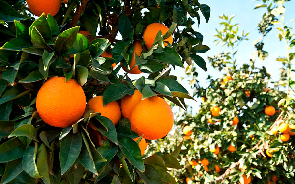 Foto-tomada-de-Portal-Frutícola